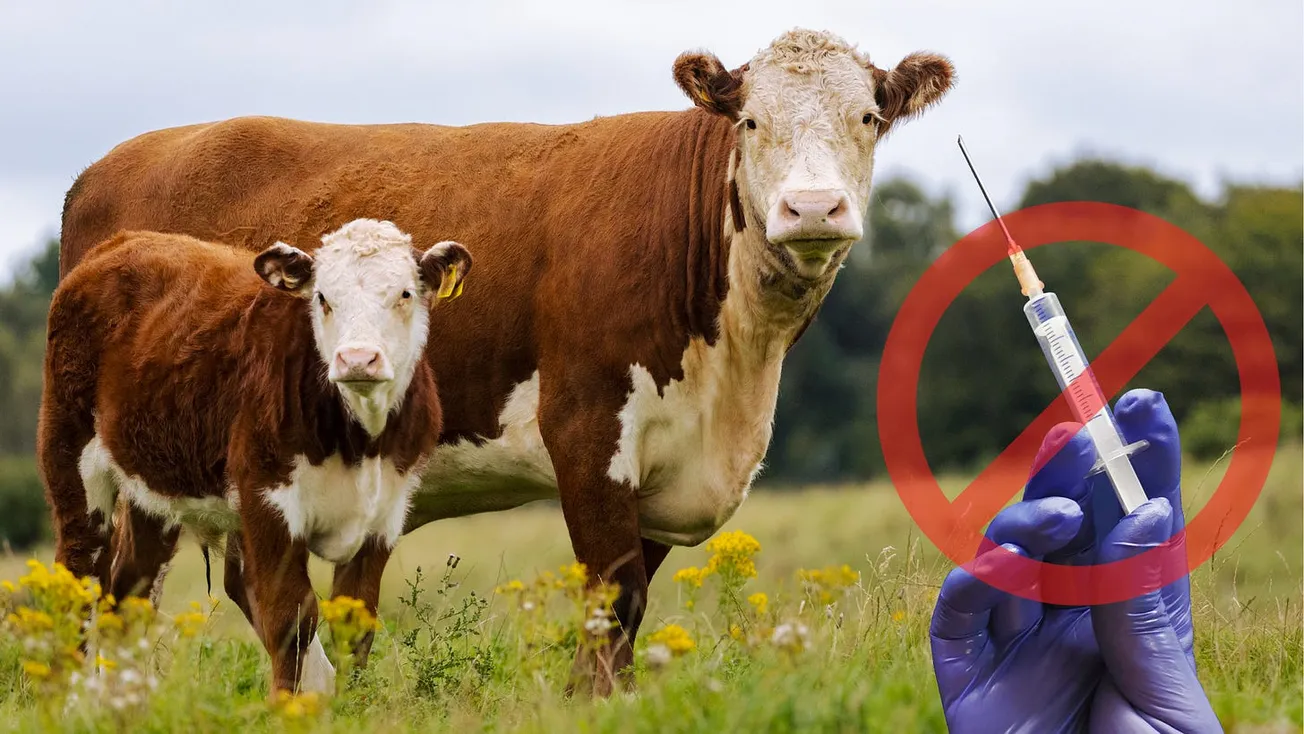 Beef Company CEO: “I’ll Shut Down the Company Before We Ship a Single Bag With mRNA-Injected Meat”