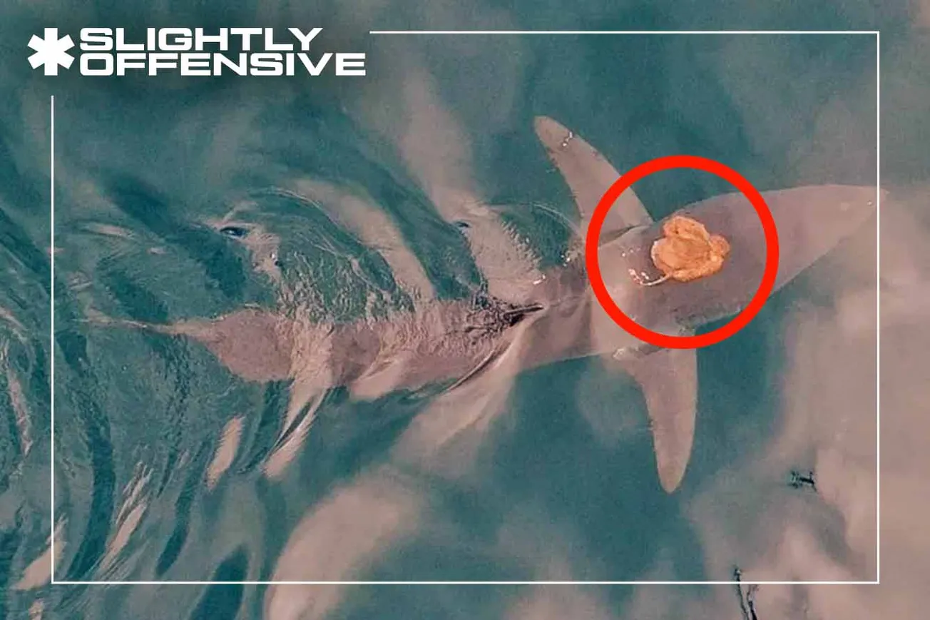 octopus rides shark
